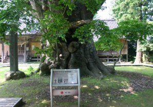 鵜川神社の大ケヤキ