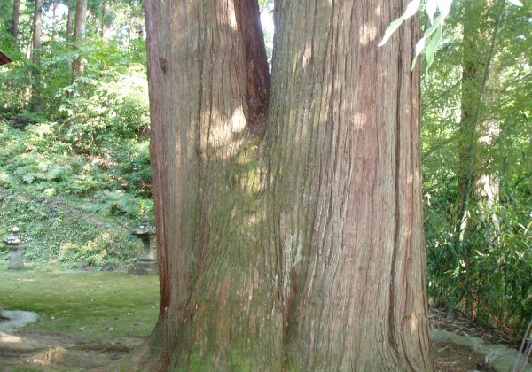 八石神社の大杉