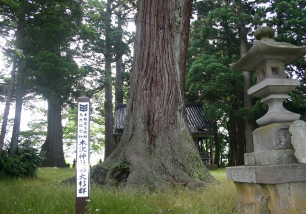 木澤神社の大杉群