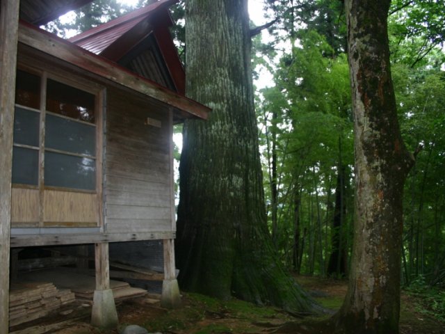 田島神社の大杉