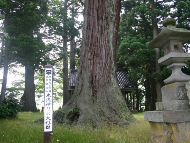 木澤神社の大杉群