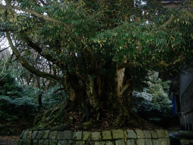 御島石部神社　椎の樹叢