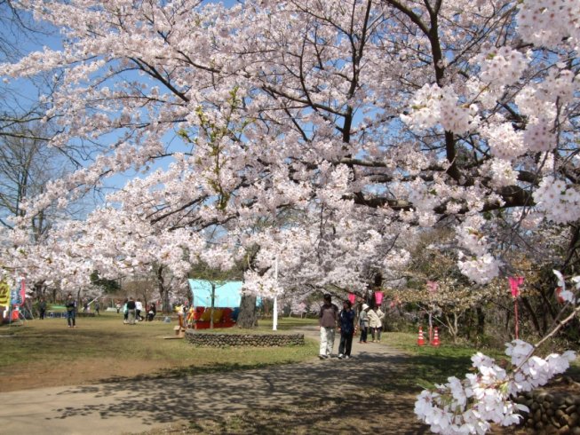 柏崎市の自然景観 赤坂山公園 柏崎観光協会 公式サイト ぅわっと 柏崎