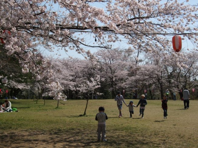 柏崎市の自然景観 赤坂山公園 柏崎観光協会 公式サイト ぅわっと 柏崎