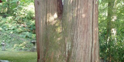 八石神社の大杉