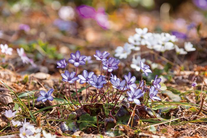 【サンプル】撮りに行きたい！春の花めぐり