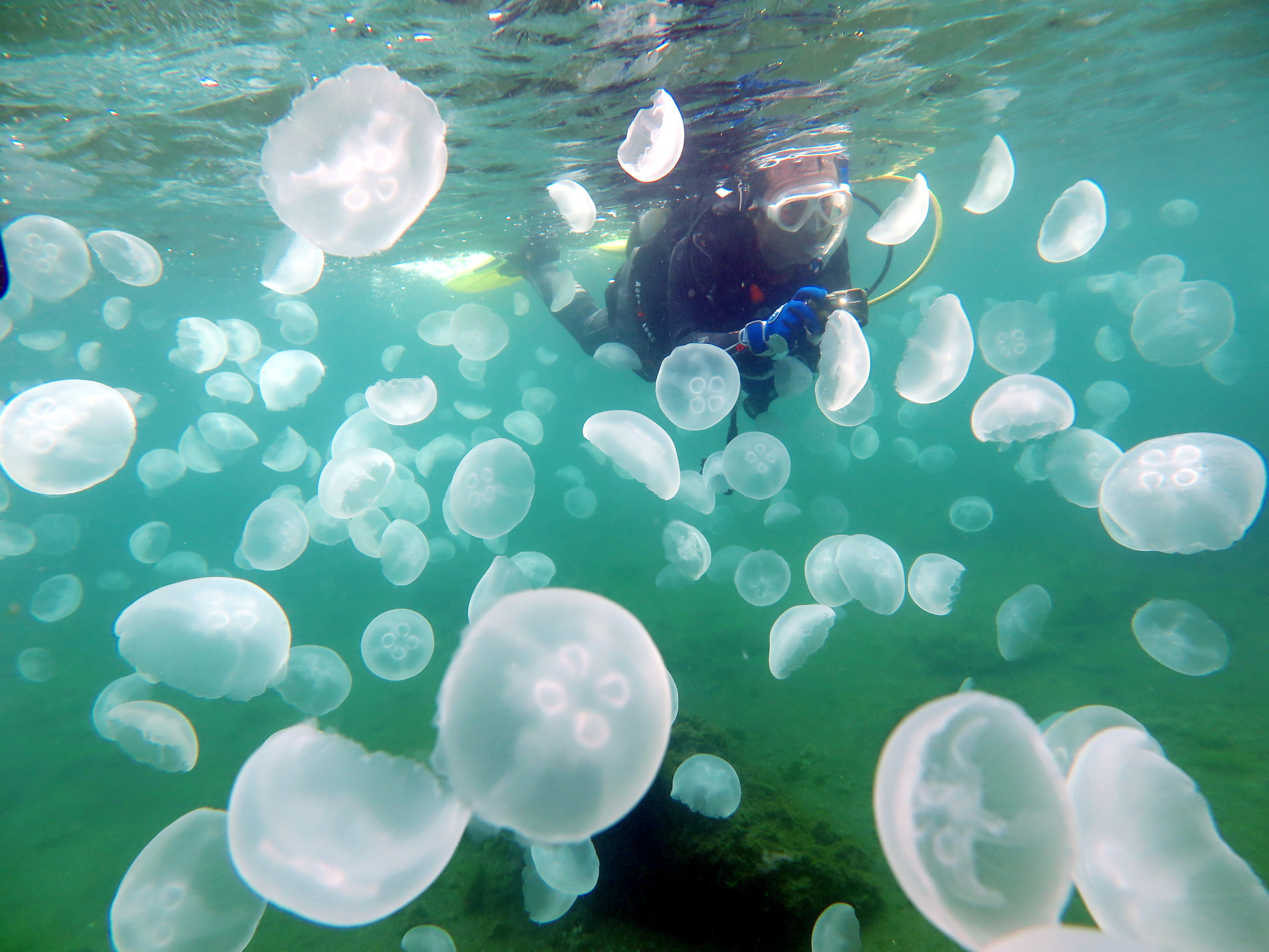 柏崎のお店紹介 vol.28】新潟県柏崎市にある日本海のダイビング屋さん