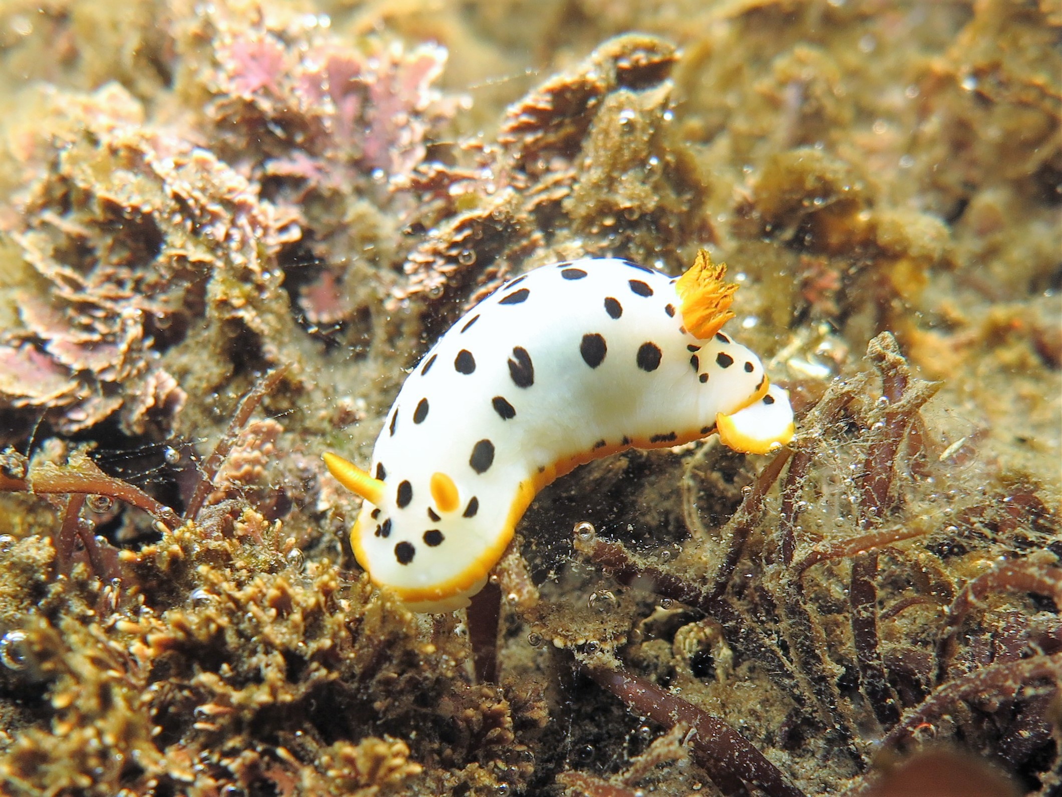 柏崎のお店紹介 vol.28】新潟県柏崎市にある日本海のダイビング屋さん